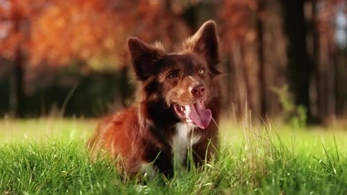 Dog Resting in a Grassy Autumn Field