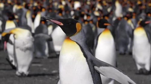 KIng penguin Colony with chicks