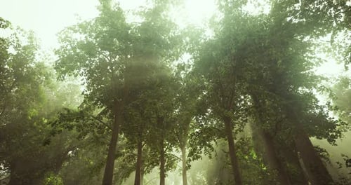 Sunlight Filtering Through Tall Trees in a Lush Green Forest