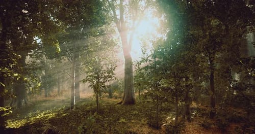Sunlight Filters Through Trees in a Serene Forest During Early Morning Hours
