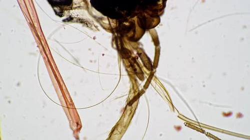 Das Mundstück der Mücke in der gesamten Halterung auf einer wissenschaftlichen Folie, abgebildet unter dem Mikroskop, 100x