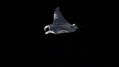 Mantarochenschwimmen