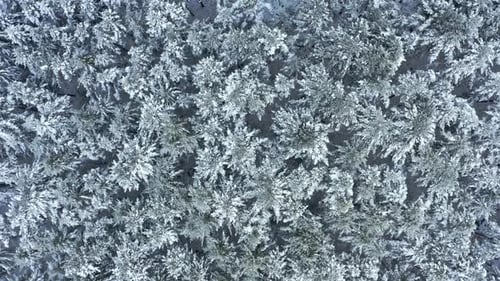Aerial view of snow-covered forest capturing serene and tranquil winter beauty