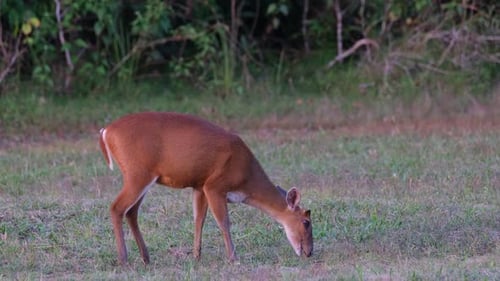 Barking Deer, Muntiacus muntjak seen feeding on grass and moving towards the right in Khao Yai Natio