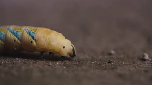 Close-up side view of colorful caterpillar crawling from left to right