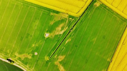 Vertical Drone Shot of Bright Yellow Rapeseed Plantation Pattern