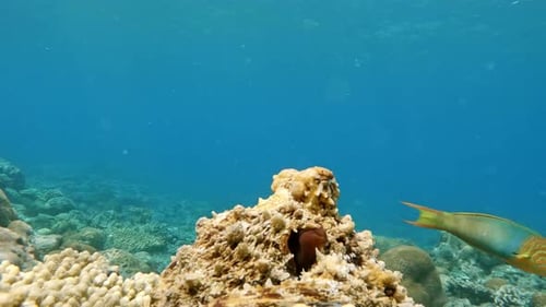 Octopus camouflaged, hidden on the coral - Underwater, Closeup