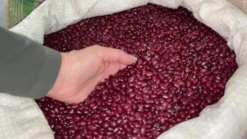 Hand Picking Red Kidney Beans From A Sack