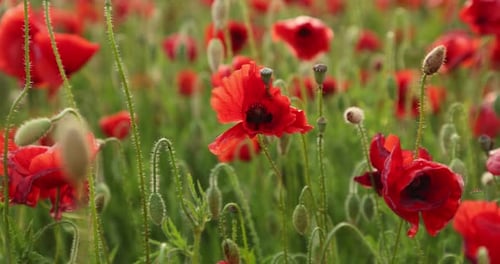 Field of poppies fluttering in the wind, slow motion