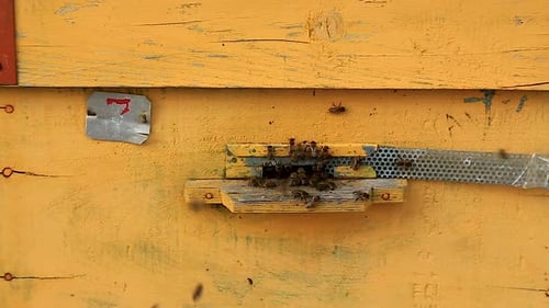 Bees Swarming Around a Weathered Beehive Entrance