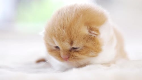 Cute Kitten Resting on White Fluffy Blanket