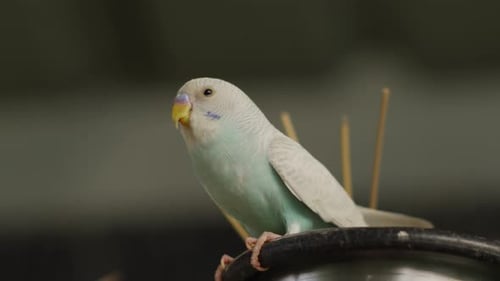 Pretty light blue Budgerigar, eating and looking around