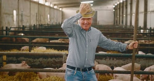Slow motion of a satisfied farmer who carefully raises his pigs in a biological and ecological way