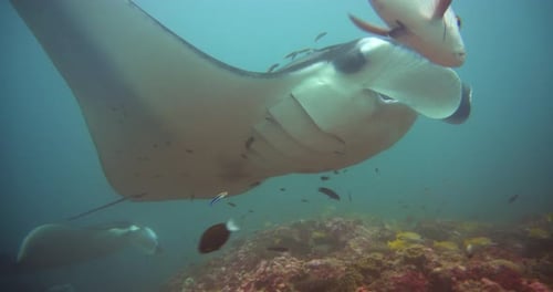 Underwater photography of marine life along the coral reef, full of life, colors and various ma