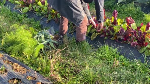 Fermier récoltant des blettes biologiques dans un potager d'automne en Italie