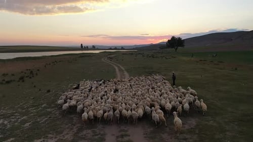 Vue aérienne d'un troupeau de moutons sur la rive du lac au coucher du soleil