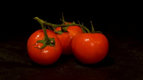 Three Fresh Tomatoes on the Vine