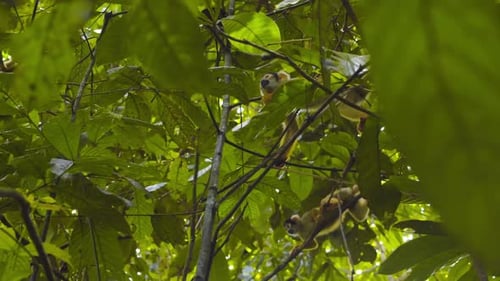 A group of black-capped squirrel monkeys moves through branches, exploring Peru’s Amazon for food.