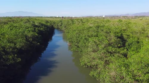 Forêt de mangrove et rivière