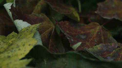 Closeup panning forward over dry, yellow-brown, autumn leaves in a pile.