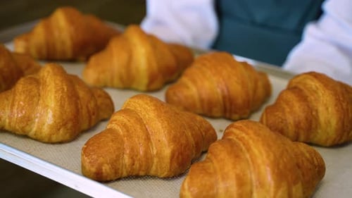 Tray of Fresh Baked Golden Brown Croissants
