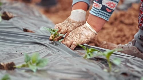 Pepper Seedling Planted In The Ground