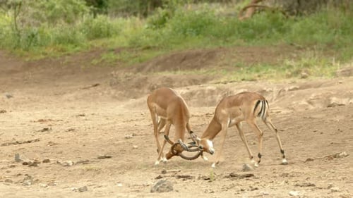 Two Male Impala Lock Horns While Fighting In Masai Mara National Park, Kenya. - wide