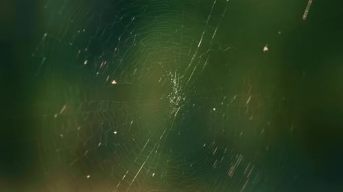 Dünnes Waldspinnennetz, das sich in den sonnigen Wäldern der Frühjahrssaison sanft schwankt