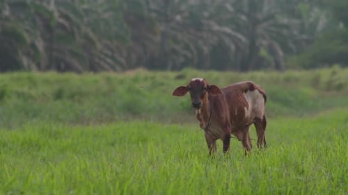 Cow on the beautiful meadow. Cow grazing on green grass field. Cattle looking at the camera in a sun