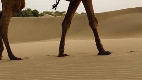 Camel Legs Walking Across Desert Sand Dunes
