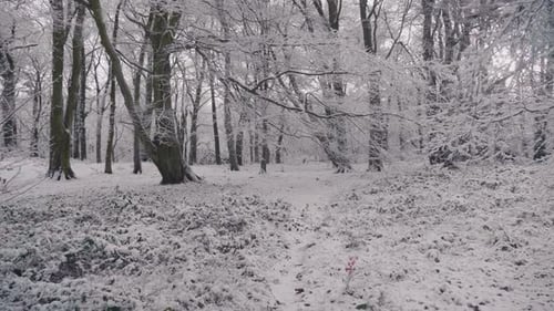 Weiße Schneelandschaft in dichten Wäldern mit Bäumen aus blattlosen Zweigen. - Mittlere Brennweite