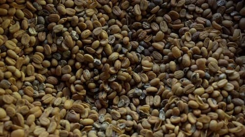 Raw Coffee Beans 49