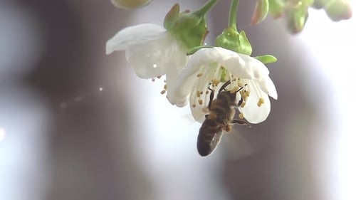Bee And Flower
