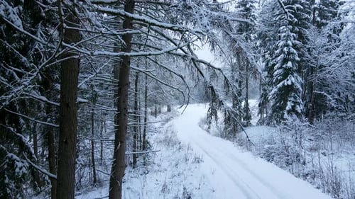Aerial backwards showing snow-covered branches of high fir trees in forest beside snowy road during