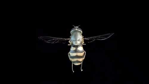 Syrphus Ribesii Fly idle