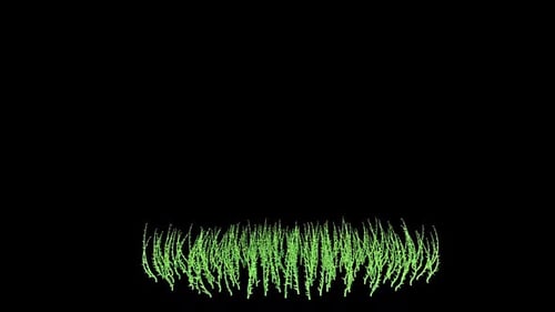 Fine Fescues Growing