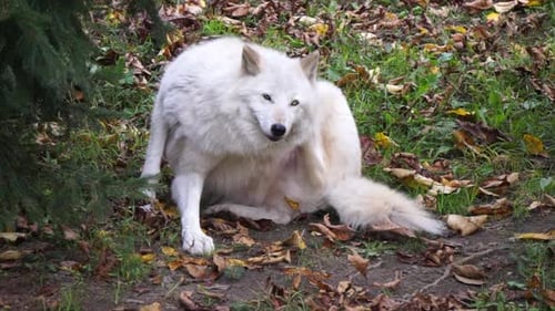 A Southern Rocky Mountain Gray Wolf (Canis lupus youngi) sits on the ground and scratches her neck w