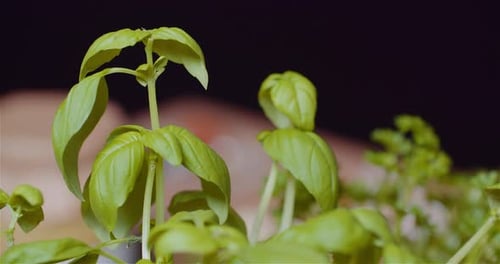 Close Up of Fresh Basil Plants Growing