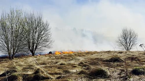 Slowly Spreading Grassland Fire in Dry Windy Field with Leafless Trees and Heavy Smoke Haze