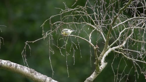 Blaumeise, Vogel, sitzt auf einem Ast