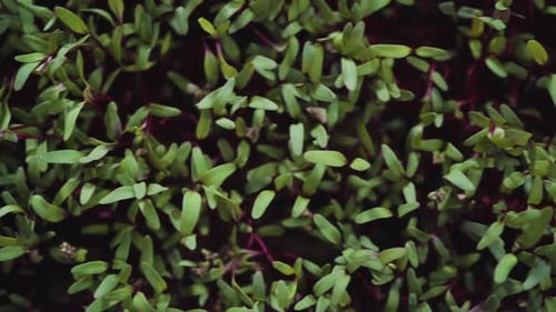 Radish Microgreens with Purple Stems and Green Leaves in the Growing Tray