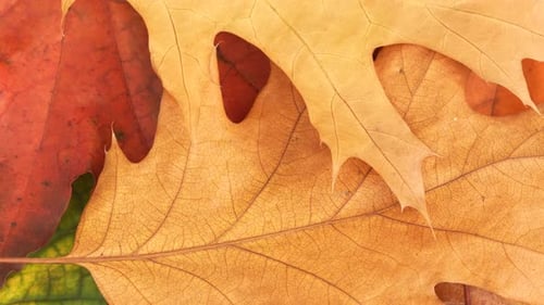 Colorful Fall Leaves Displaying Seasonal Textures