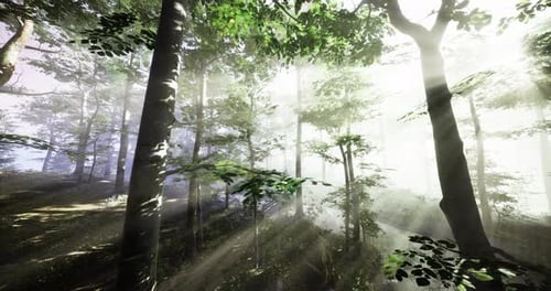 Sunlight Filters Through a Tranquil Forest on a Misty Morning