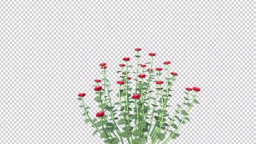 Rose Plant Growing 2