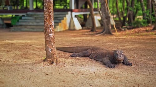 4 K Video Of Komodo Dragon In Island