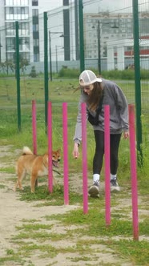 Woman trains Shiba Inu dog with agility poles