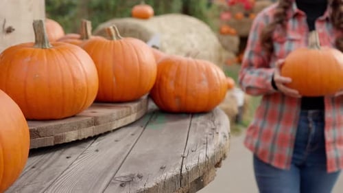 Woman Selects Pumpkin at Patch in Autumn