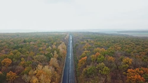 Tree forest with a road going through. Top view of asphalt road passes through the forest