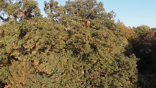 Aerial view of a forest in beautiful fall colors.