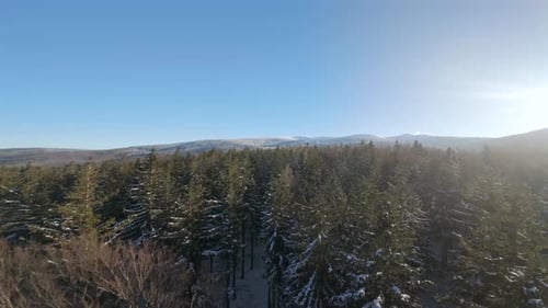Above Trees, Winter Forest With Mountains